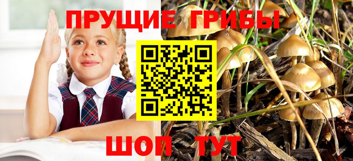 Псилоцибиновые грибы Psilocybine cubensis Первоуральск